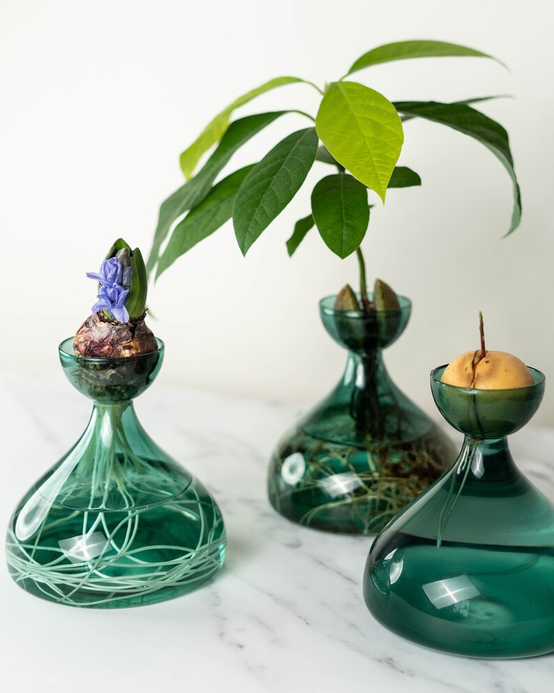 Original Propavase Propagation Vase for Avocados Hyacinths Etsy UK