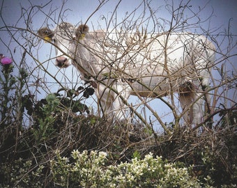 Point Reyes National Seashore, Dairy Cow on Historic Ranch, 2014.  An Original Photo Art Card.