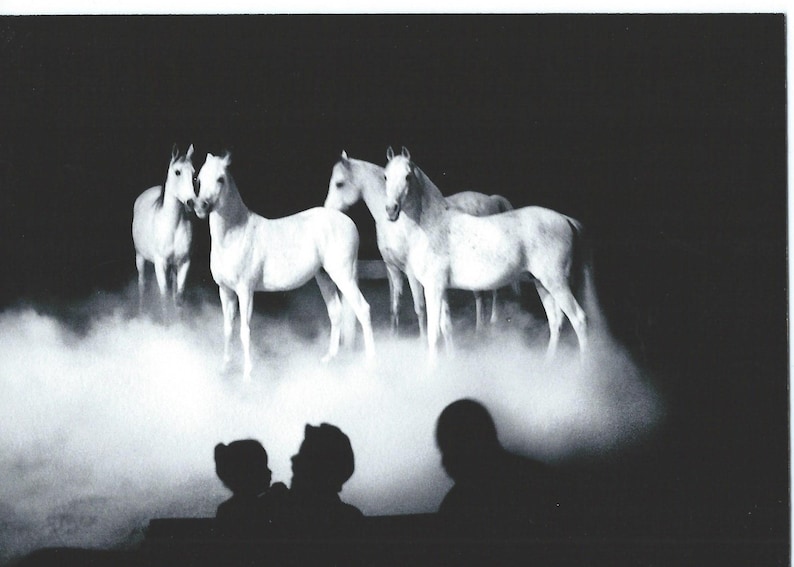 New York City, Big Apple Circus Horses, 1997. An Original Photo Art Card. image 1