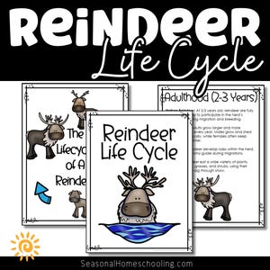 May include: A printable educational chart illustrating the life cycle of a reindeer. The chart is divided into four sections: The Lifecyle of a Reindeer, Reindeer Life Cycle, Adulthood (2-3 Years), and a section with a reindeer swimming in a blue lake. The chart includes black and white illustrations of reindeer at different stages of their life cycle.