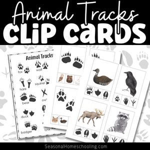 Scopri la fauna selvatica con le carte con le tracce degli animali / Risorsa di apprendimento divertente e interattiva