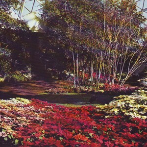 May include: A greenhouse filled with red, white, and pink poinsettia plants. The plants are growing in a bed of soil and are surrounded by green foliage.