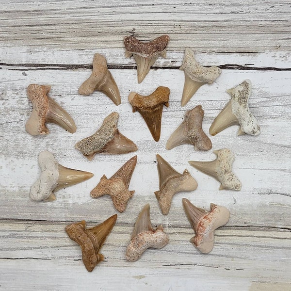 1-100 Piece Small Shark Teeth Fossil, Shark Tooth Fossil, Bulk Fossils, Jewelry Making, Educational Supply, Mineral Specimen