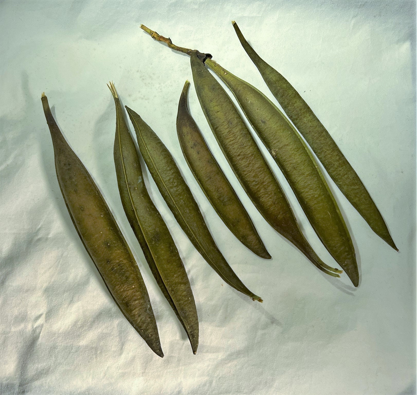 Trumpet Vine Seed Pods Set of 8 Etsy