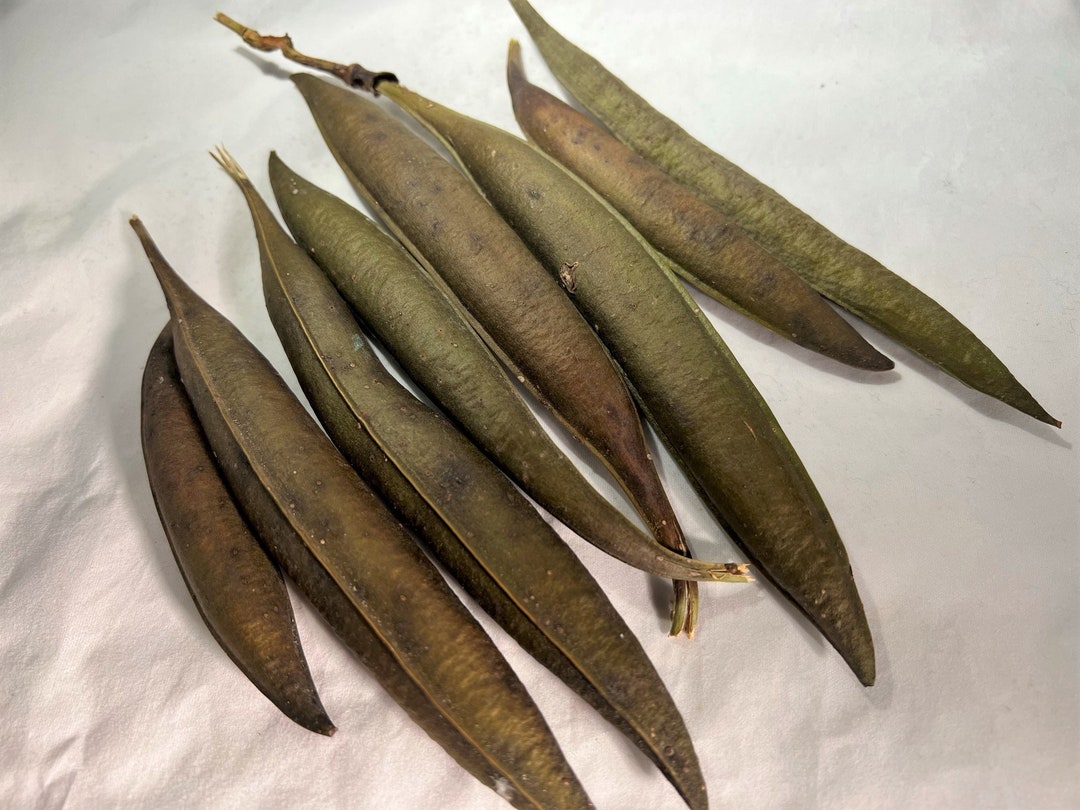 Trumpet Vine Seed Pods Set of 8 Etsy