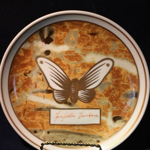 May include: A white ceramic plate with a gold rim features a brown and white butterfly with a marbled background. The plate has the text "Farfalla Junonia" written in red.