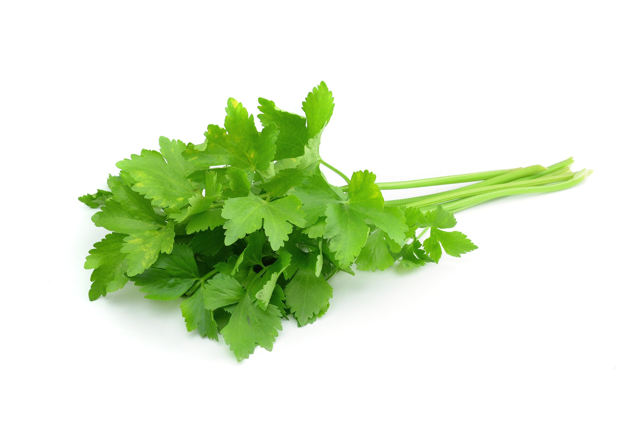 Cilantro Flakes, FreezeDried