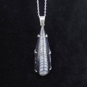 May include: A pendant necklace featuring a teardrop-shaped fossil pendant. The pendant is primarily dark gray with white and gray fossil details and silver accents. The necklace chain is a delicate silver color.