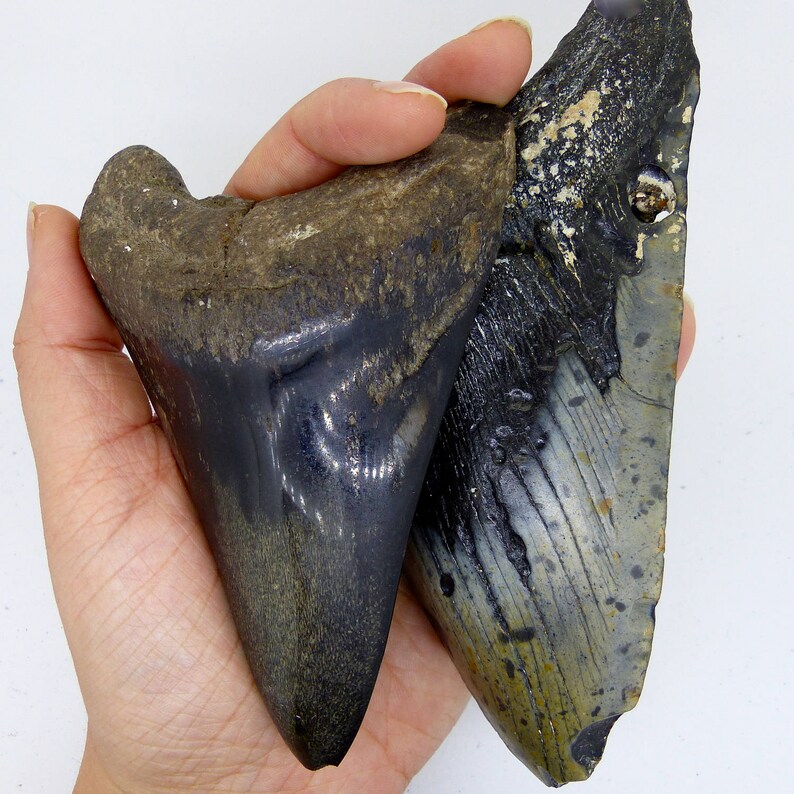 Sand Tiger Shark Tooth Pendant Fossil Sustainable Jurassic Silver Ethical Necklace Ancient Sharks FREE WORLDWIDE DELIVERY 8058