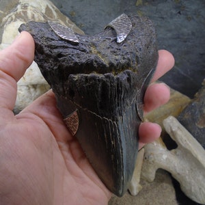 Megalodon Shark Tooth Pendant, Claw Set Hammered Antiqued Silver, Monster Shark Fossil, Prehistoric, Jaws, FREE WORLDWIDE SHIPPING