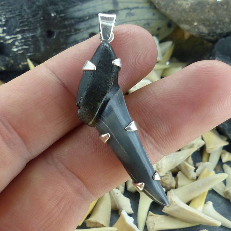 Sand Tiger Shark Tooth Pendant Fossil Sustainable Jurassic Silver Ethical Necklace Ancient Sharks FREE WORLDWIDE DELIVERY 8058