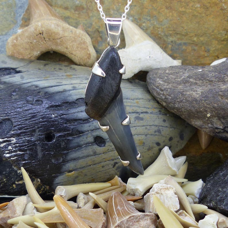 Sand Tiger Shark Tooth Pendant Fossil Sustainable Jurassic Silver Ethical Necklace Ancient Sharks FREE WORLDWIDE DELIVERY 8058