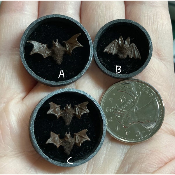 Miniature bats specimens in a shadow box for dollhouse, roombox, vignettes, diorama 1/12 scale