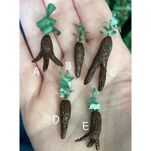 May include: Five miniature brown and green plants with leafy tops and root systems. The plants are labelled A, B, C, D, and E.