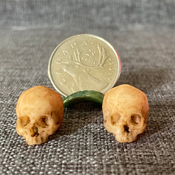 Miniature skull for dollhouse, diorama, roombox, vignettes,withches,apothecary 1/12 scale