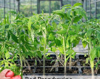 RED BRANDYWINE Tomato Plants – Live Garden Starts, 30-60 days old, 6-9 inches+