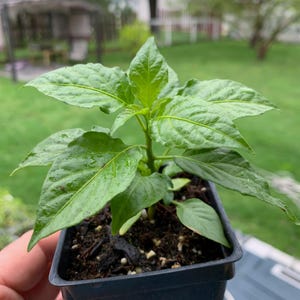 Ghost Pepper Plant, Bhut Jolokia Chile Seedling, 30-60 Days Old (3" Pot)