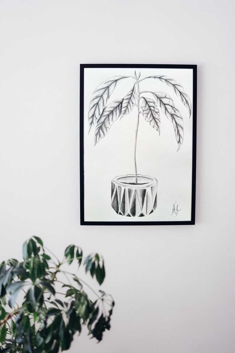 Avocado Seedling Plant Drawing Wall Art Print Original Pencil Etsy