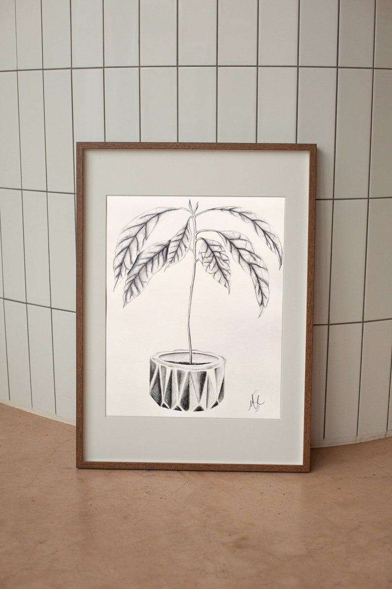 Avocado Seedling Plant Drawing Wall Art Print Original Pencil Etsy