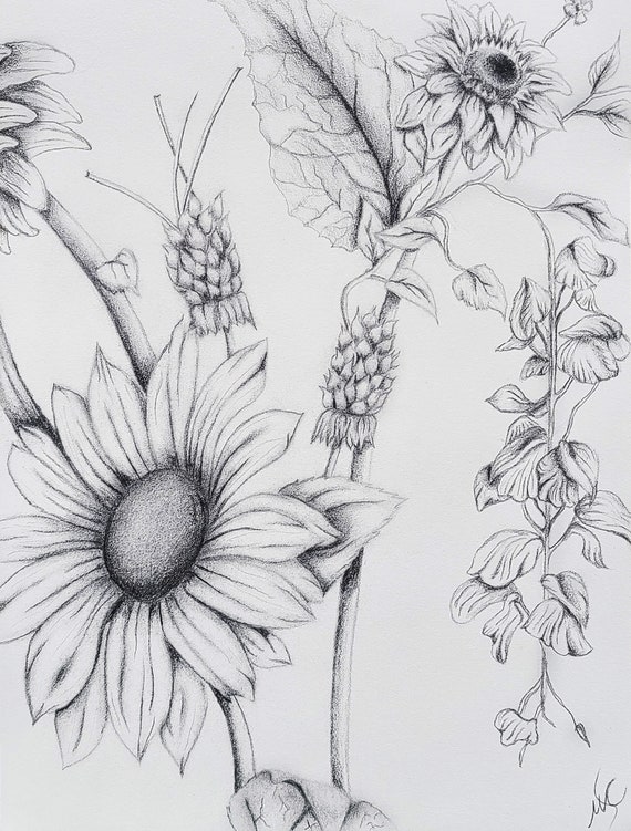 Sunflower Pencil Drawing
