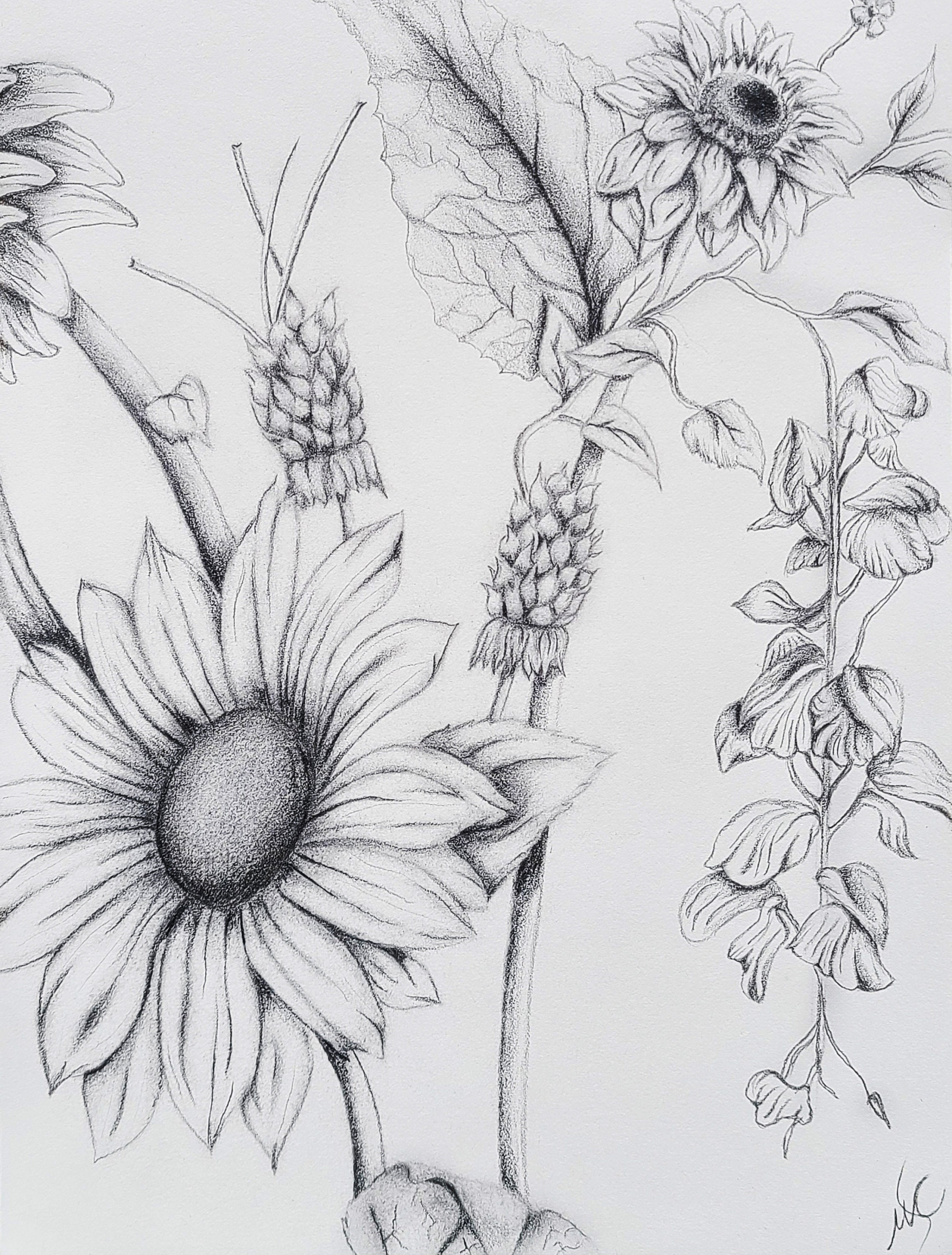 Sunflower Drawing Wall Art Print Original Pencil Drawing Etsy