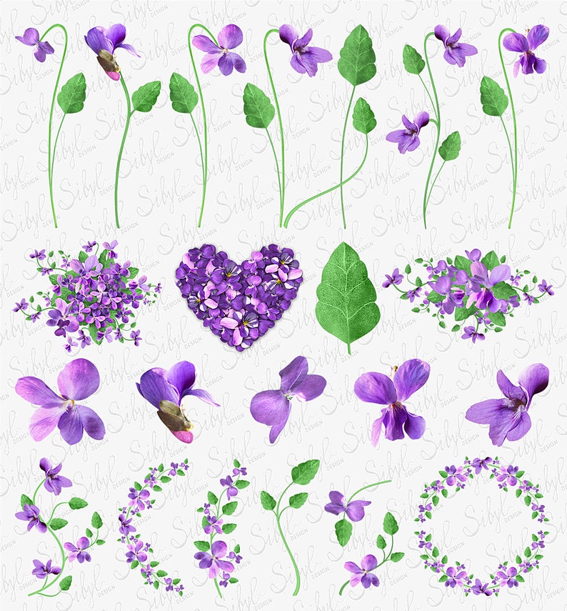 Spring Floral Digital Clipart, Purple Violet Flower Clip Art, Wild Flowers PNG, Floral bouquets Clipart, Botanical Clipart,Garden Violet PNG image 2
