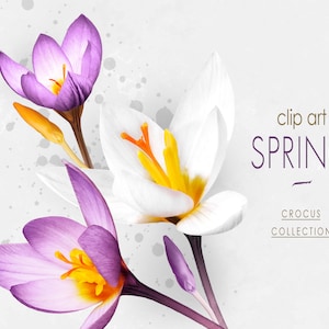 Imágenes prediseñadas de flores reales, imágenes prediseñadas de flores de primavera, corona de azafrán, ramos de azafrán, corona floral de primavera, composiciones florales digitales, PNG florales