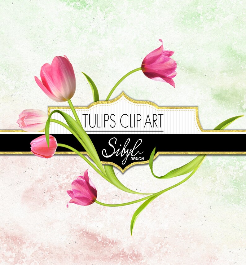 May include: Pink tulips with green stems and leaves on a white and green textured background. The text "TULIPS CLIP ART" and "Sibyl DESIGN" is on a black and gold banner.