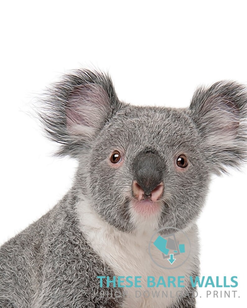 Baby Koala Bear Print 1 Animal Nursery Prints Koala Bear Etsy