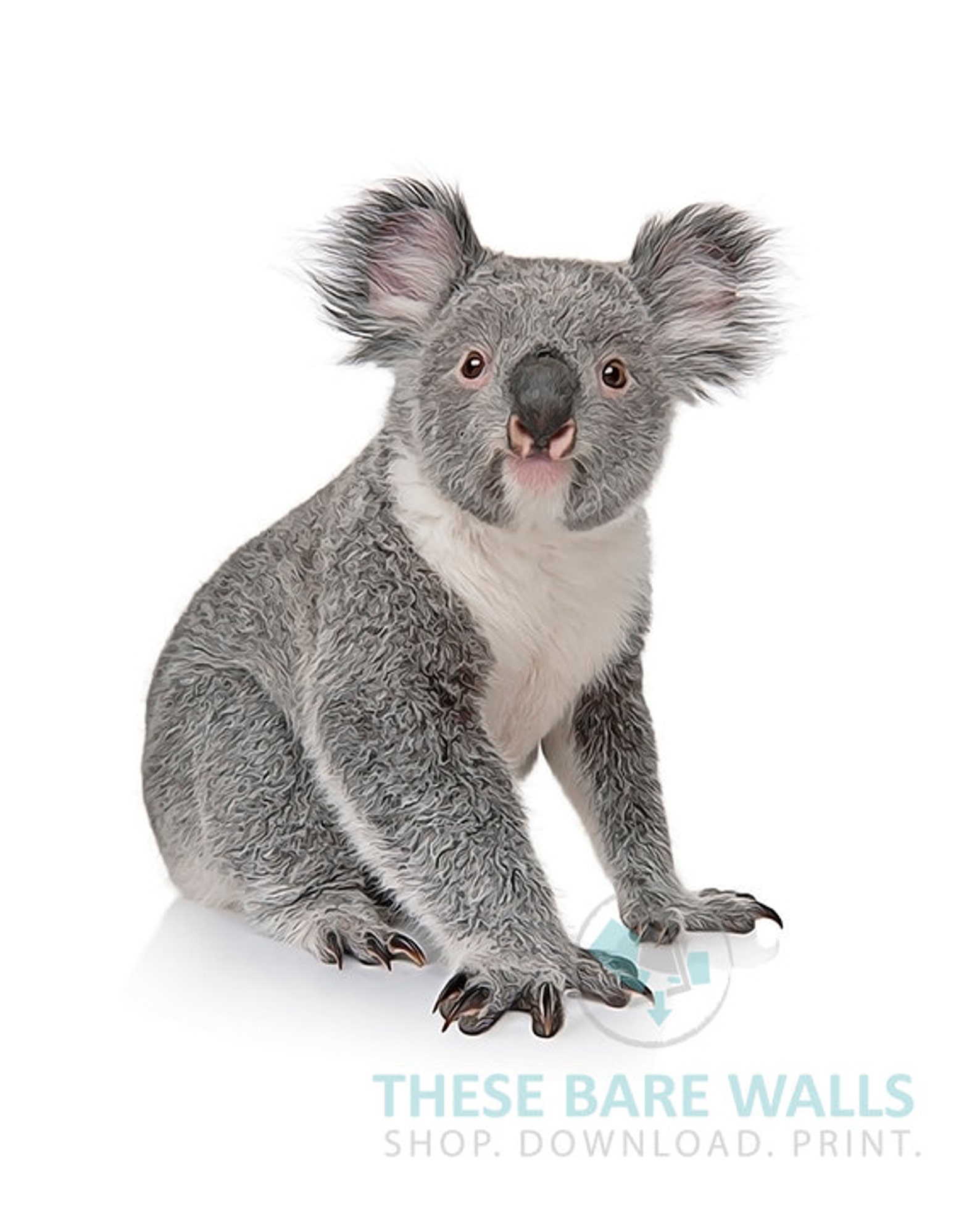 Koala Bear Print 2 Animal Nursery Prints Koala Bear Etsy