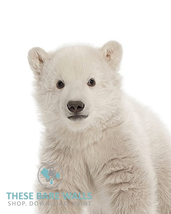 Pepiniere De Bebe Ours Polaire Imprime N 1 Animal Prints De Etsy