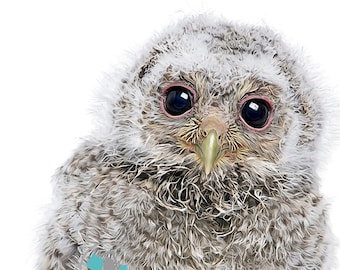 Baby Owl Print #1, Animal Nursery Prints, Wilderness Animal Prints, Owl decor, owl printables, owl prints, owl nursery decor, owl room decor