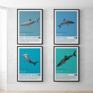Sharks - Set Of 4 Art Prints - Great White, Tiger Shark, Hammerhead, Whale Shark, Fact Posters, Kids Bedroom Decor, Childrens Room,