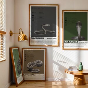 May include: Four framed wall art prints featuring scientific species files of snakes, including a Black Mamba, King Cobra, and Rattlesnake. Each print displays a detailed snake illustration, technical data, and descriptive text on a solid colour background.