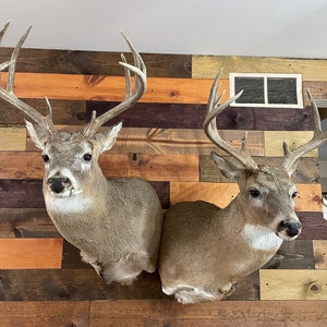 Adjustable Double Hanger For Shoulder Mounts- deer NOT included
