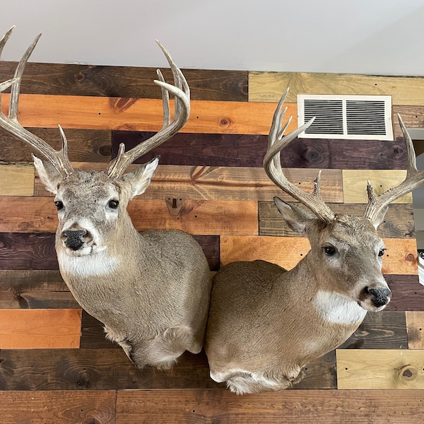 Deer Head Wall Mount Etsy