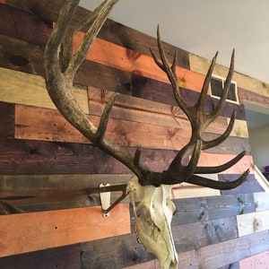 May include: A large, mounted deer skull with antlers against a rustic wood wall. The antlers are a light brown color and the skull is a creamy white.