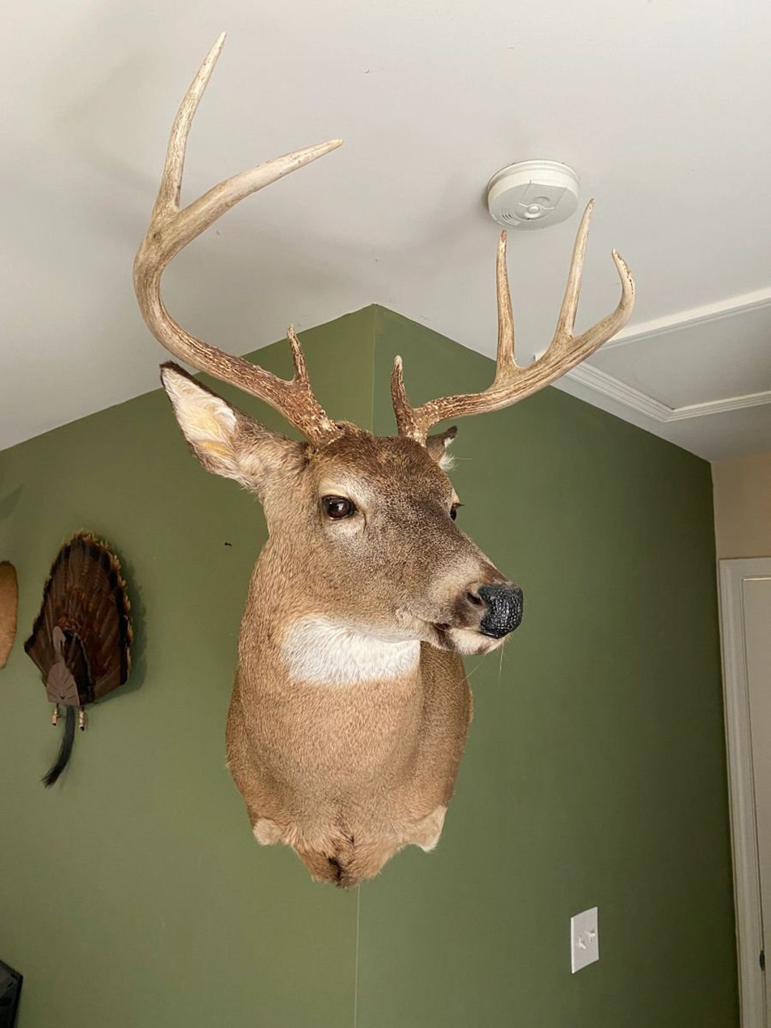 Adjustable Shoulder Mount Outside Corner Hanger Deer Mount - Etsy