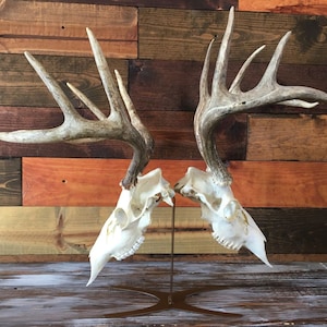 Double Table Top Mount Skull Hanger