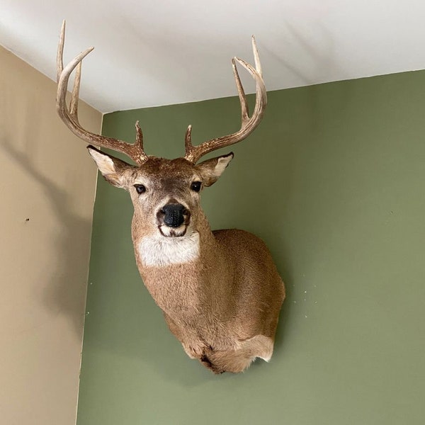 Deer Wall Mount Etsy