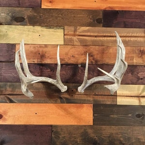 Shed Antler Mount Hanger