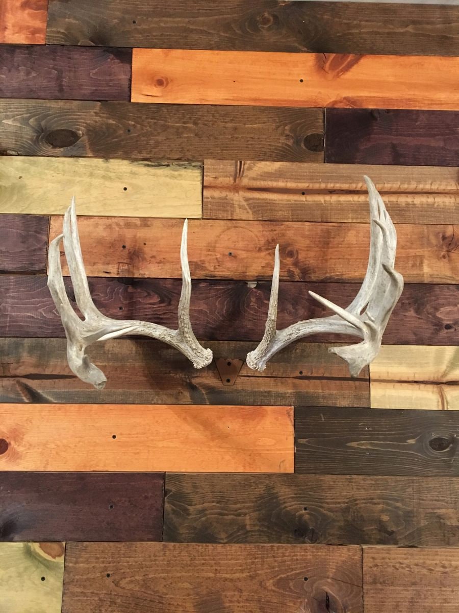 Shed Antler Mount Hanger Etsy