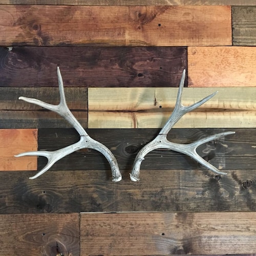 Elk/moose Shed Antler Mount Hanger Etsy
