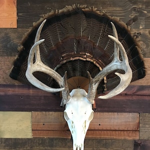 Turkey Fan/Skull Mount Hanger- skull/turkey fan not included