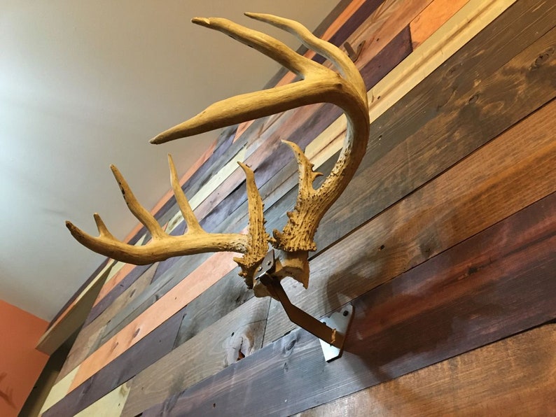Skull Cap Mount Hanger Antlers NOT Included - Etsy - How To Mount Antlers With Skull Cap