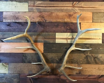Elk/Moose Shed Antler Mount Hanger- Antlers not included