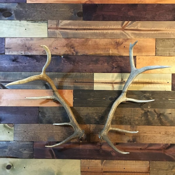 Elk/Moose Shed Antler Mount Hanger- Antlers not included