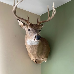 Adjustable Shoulder Mount Inside Corner Hanger- Deer NOT Included
