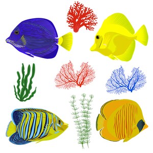 Set Clipart - Red sea Fish , Sea Shells, Corals - Digital Clip Art (Instant Download) patterns, frame