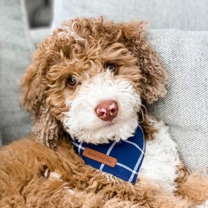 May include: A brown and white curly-haired dog wearing a blue and white plaid bandana with a brown leather tag that says "Sammy's Sew Shop".